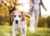 Thumbnail 4 of 21 - Pets Welcome at Marion Square, Brookline,Massachusetts