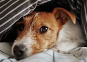 Thumbnail 6 of 7 - Dog laying down comfortably indoors in a pet-friendly community, showcasing a cozy and welcoming environment for pets.