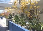 Thumbnail 19 of 24 - Beautiful Yellow and Orange Kangaroo Paw Plants in white and blue planters