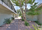 Thumbnail 5 of 42 - A tree in a courtyard between two buildings.