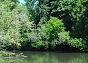 Thumbnail 43 of 44 - Freshwater river at Commons at Avalon Park Apartments, Tigard