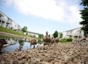 Thumbnail 20 of 20 - A group of geese are walking along a rocky shore.