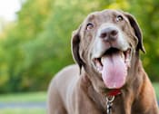 Thumbnail 34 of 40 - Pet friendly community welcoming dogs at The Brook At Columbia Apartments, Maryland