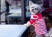 Thumbnail 24 of 27 - Pet friendly at The Brody, Maryland, 20814