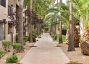Thumbnail 2 of 26 - Tree lined sidewalk leading through the community