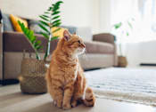 Thumbnail 1 of 10 - Ginger cat sitting on floor in cozy living room. Interior decor