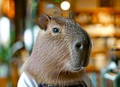 Thumbnail 32 of 32 - A guinea pig wearing a blue apron with the text "I'm here to help" on it.