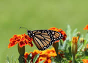 Thumbnail 111 of 112 - a butterfly sitting on top of a bunch of orange flowers