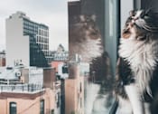 Thumbnail 8 of 14 - two cats looking out a window at the city