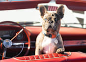 Thumbnail 18 of 20
