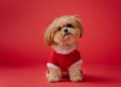 Thumbnail 15 of 20 - a small dog wearing a red shirt on a red background