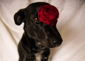 Thumbnail 19 of 20 - a black dog with a red rose on its head