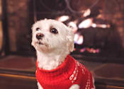 Thumbnail 14 of 20 - a white dog wearing a red sweater in front of a fireplace