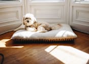 Thumbnail 6 of 14 - a dog laying on a dog bed in front of a window