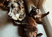 Thumbnail 7 of 14 - a dog and a cat sitting on a window sill
