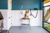 Thumbnail 10 of 24 - a dog sitting on a stool in a veterinary clinic  at Canopy Park Apartments, Pelham, AL 35124