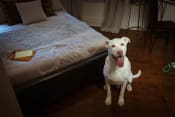 Thumbnail 5 of 28 - Large white dog sitting next to a luxury bed in pet friendly brookmore apartments in Pasadena and looking happily at the camera with tongue out.