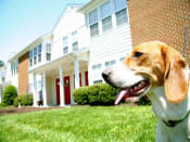 Thumbnail 2 of 16 - a dog sitting in front of a house at Chesterfieldfield Garden Apartments, Chesterfield, VA