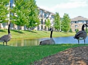 Thumbnail 3 of 33 - Nature-Filled Community at Prairie Lakes Apartments, Peoria