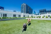 Thumbnail 19 of 29 - G12 Apartments Community Rooftop Dog Park