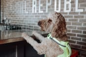 Thumbnail 36 of 41 - a brown dog wearing a green life vest standing in front of a counter at a restaurant