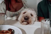 Thumbnail 34 of 41 - a dog sitting at a table in front of a plate of food