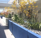 Thumbnail 13 of 13 - Beautiful Yellow and Orange Kangaroo Paw Plants in white and blue planters