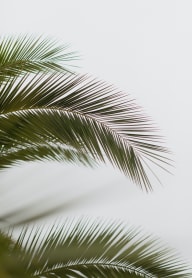 Leaf at Promenade at Carillon, St. Petersburg