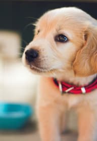 A small, light brown puppy with a red collar is standing on a tiled floor. at The Verandas, Tacoma, 98466
