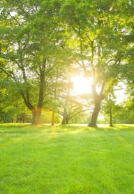 the sun shining through trees in a park