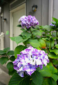 Purple flowers in front of a white door.