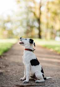 A black and white dog sitting on a path at Cru at Willows Apartments, Redmond, Washington, 98052