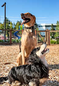 Two dogs playing in a park.