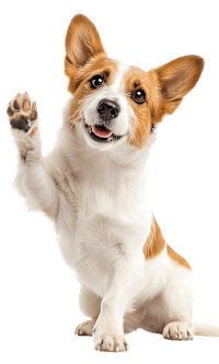 A corgi dog is sitting on its hind legs with its front paws raised.