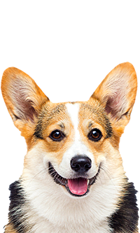 A corgi dog with a white, black and brown coat is smiling