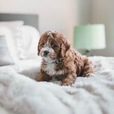 a dog laying on a bed with a white blanket