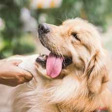 a woman and her dog laying on the grass