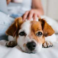 a woman and her dog laying on the grass