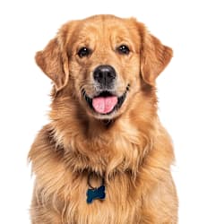 A happy golden retriever dog with a blue tag on its collar.