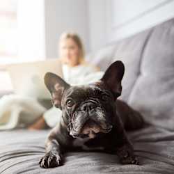 A black French Bulldog is lying on a grey couch with a woman sitting in the background.