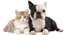 A cat and a dog are sitting next to each other.