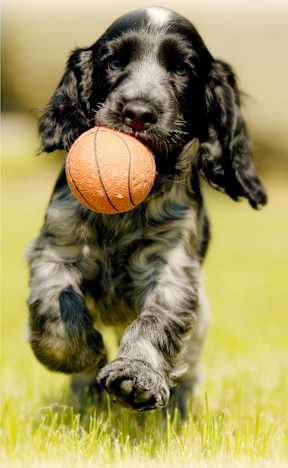 A black and white dog is running with a basketball in its mouth.