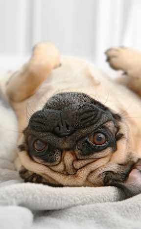 A grey cat and a pug dog are lying on a grey blanket.