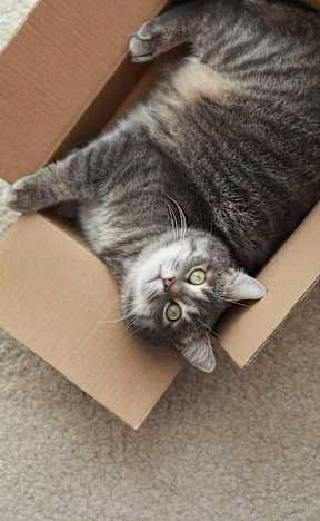 A cat is lying on its back in a cardboard box.