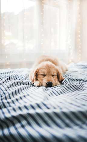 A small, light brown puppy is sleeping on a blue and white striped bed.