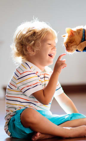 a little boy is feeding a cat on a cat tree