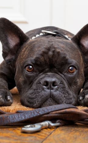 a dog laying on the floor next to a leash