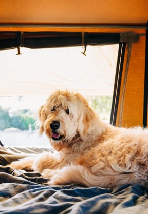 a dog laying on a bed in a trailer