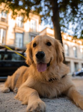 Golden retriever at Croft Plaza Apartments, West Hollywood, CA 90069
