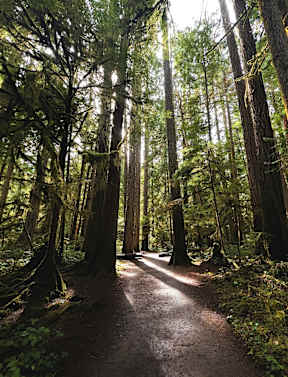 A forest path with trees on both sides.